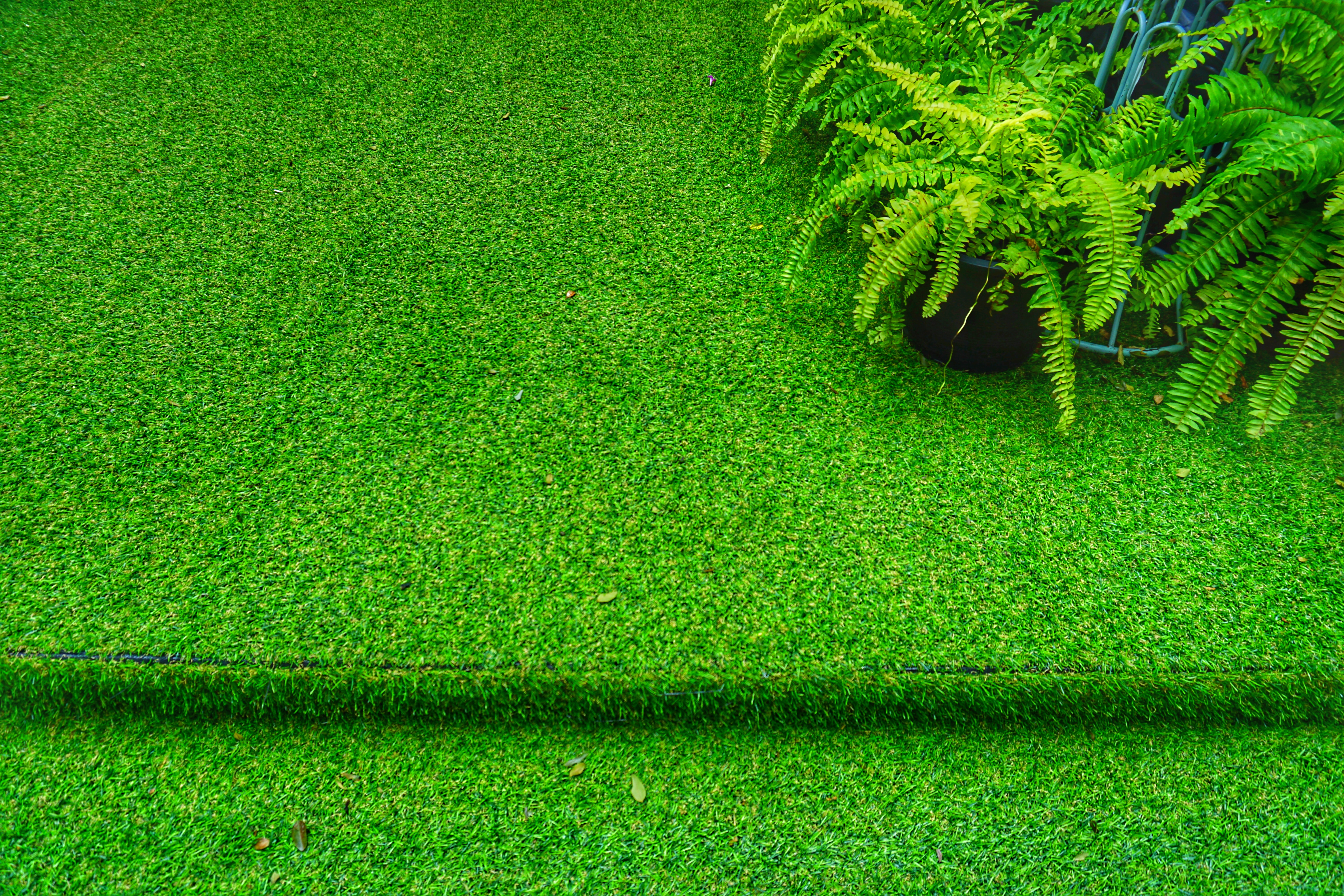 Close-up of freshly installed artificial turf with a clean seam beside a potted fern in a residential backyard