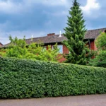 Privacy landscaping for a dense Vancouver backyard with planting, hardscaping, and outdoor living areas.