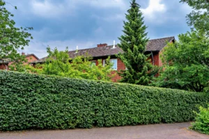 Privacy landscaping for a dense Vancouver backyard with planting, hardscaping, and outdoor living areas.